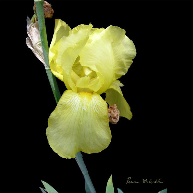 (image for) Yellow Iris